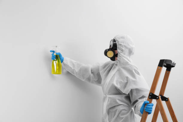 Trusted Wyoming, DE Mold Removal Services Experts